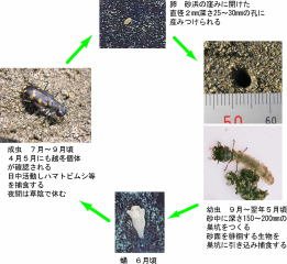 沖洲海岸におけるルイスハンミョウ幼虫の生息物理条件調査の画像1