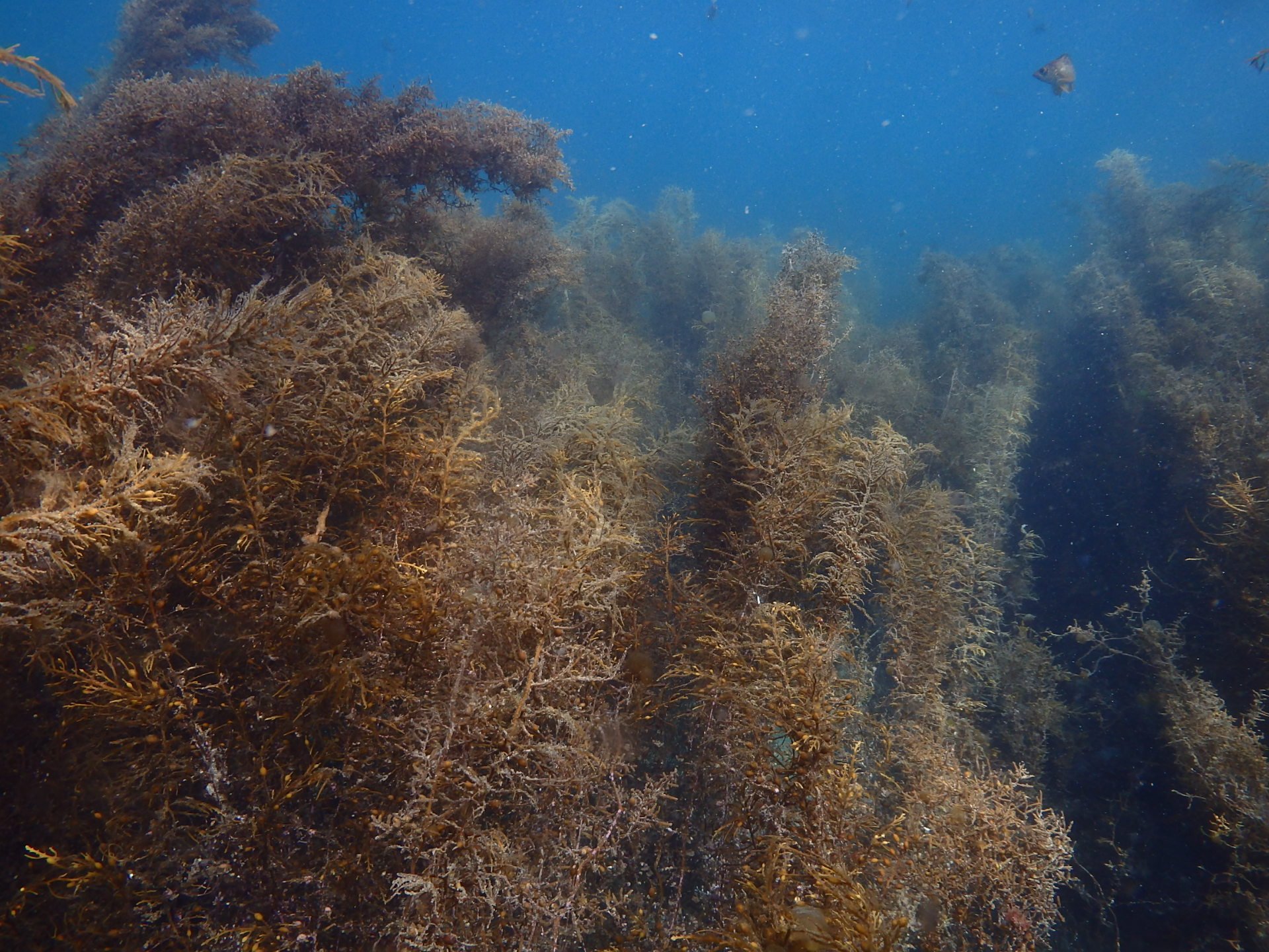 ブルーカーボン　―沿岸生態系の炭素隔離機能―の画像