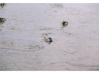 土砂の表面に広がる珪藻を食べるムツゴロウの画像