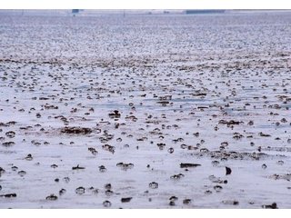 干潟は生物の楽園.ヤマトオサガニ.ムツゴロウ。の画像