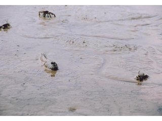 ムツゴロウが珪藻を食べた跡は筋ができる。