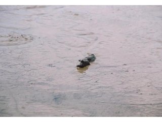 珪藻を食べているムツゴロウ.その前には潜望鏡で偵察するヤマトオサガニ。の画像