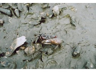 蠣殻の周辺にいたシオマネキの画像