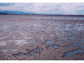 春の干潟。耕す生物も少なくごつごつした印象の表面。の画像1