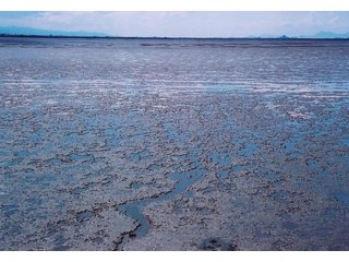 春の干潟。耕す生物も少なくごつごつした印象の表面。の画像2