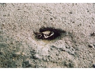 巣穴に入るヤマトオサガニの画像