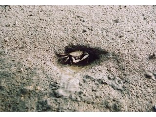 巣穴に入るヤマトオサガニの画像