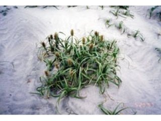 Figure4 Carex kobomugi (Japanese Sedge, Asiatic Sand Sedge)の画像