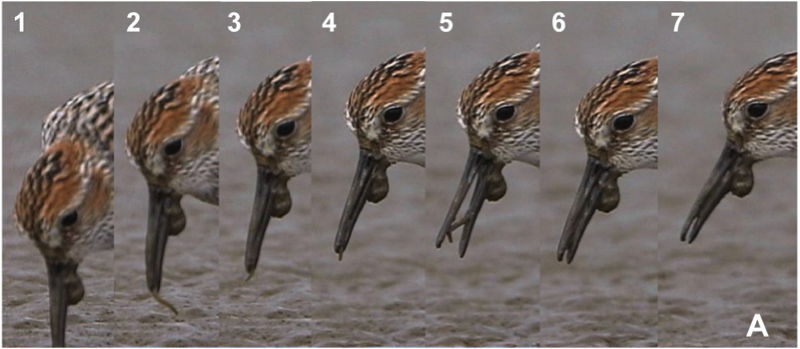 Biofilm foraging behavior of a Western Sandpiperの画像