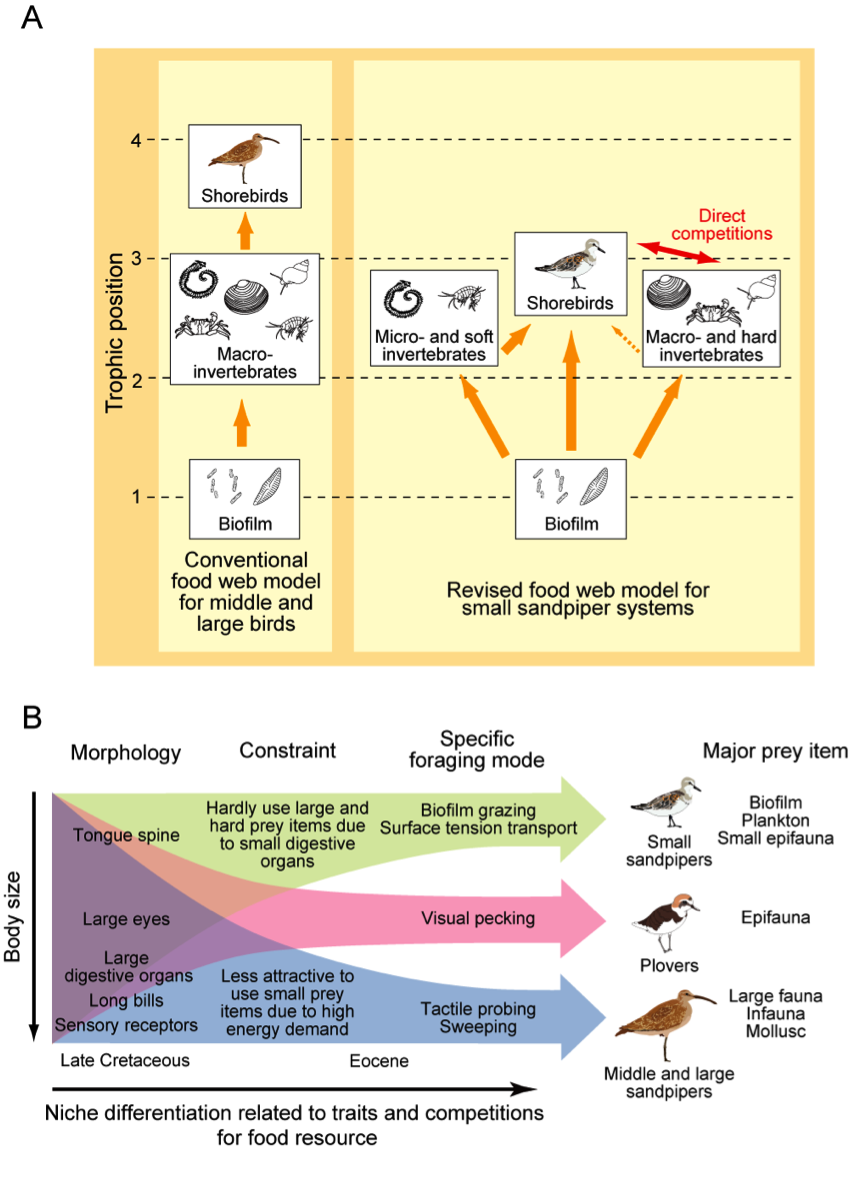 A variety of shorebirds are fueled by bioflmの画像