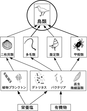 図1 干潟における食物網の模式図の画像