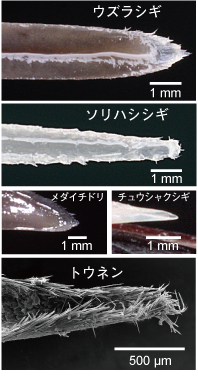 図4　様々な種類のシギにおける舌の写真。大型のチュウシャクシギだけには棘毛がみられないことに注意。