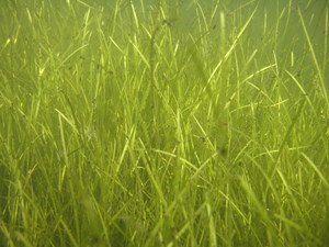 Eel grass meadow in Furen lagoon, Nemuro, Japanの画像