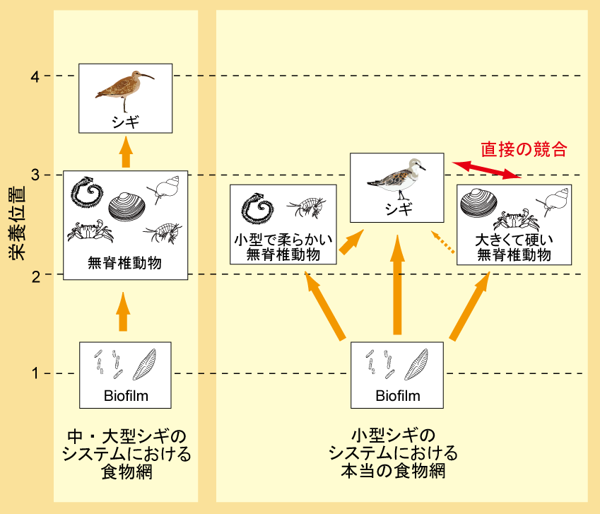 結果の意義と今後の展開