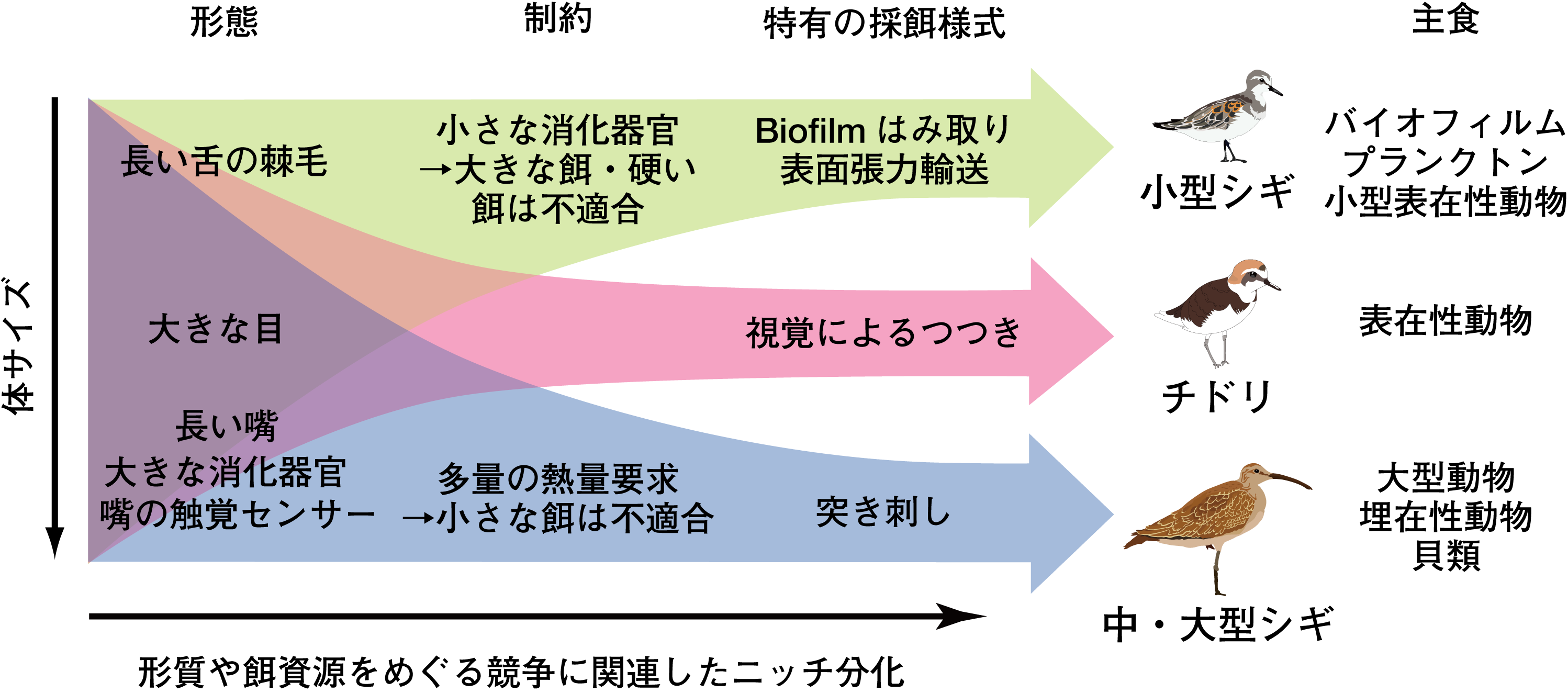 結果の意義と今後の展開2の画像